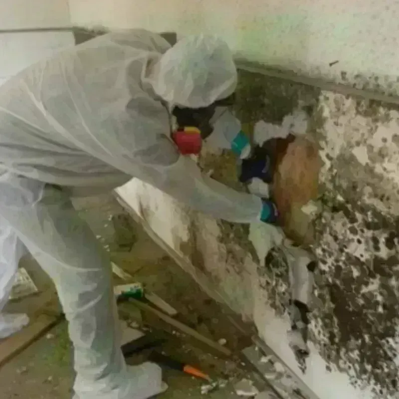 Mold Remediation and Removal in Rehoboth, MA